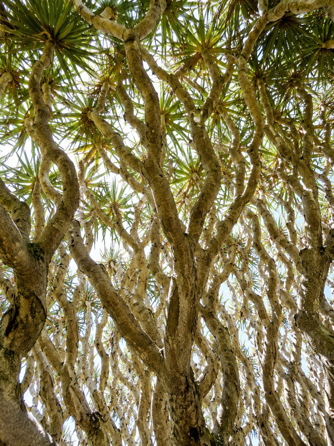The lattice of branches inside a dragon blood tree canopy, seen from below