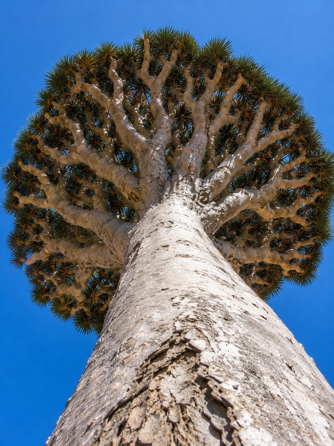 Looking up the pale trunk of a dragon blood tree into its dense green crown